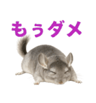 チンチラが伝えるMOFUな日常（個別スタンプ：21）