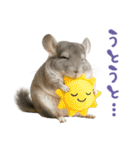 チンチラが伝えるMOFUな日常（個別スタンプ：23）