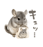 チンチラが伝えるMOFUな日常（個別スタンプ：25）