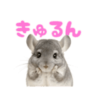 チンチラが伝えるMOFUな日常（個別スタンプ：27）