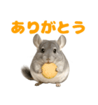 チンチラが伝えるMOFUな日常（個別スタンプ：34）
