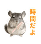 チンチラが伝えるMOFUな日常（個別スタンプ：35）