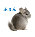 チンチラが伝えるMOFUな日常（個別スタンプ：36）