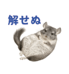 チンチラが伝えるMOFUな日常（個別スタンプ：37）