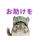 チンチラが伝えるMOFUな日常（個別スタンプ：40）