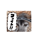 リアル！やさしいチョコじぃさん（個別スタンプ：6）