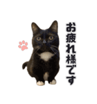 PARK72ネコCAFE 公式スタンプ（個別スタンプ：1）