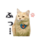 PARK72ネコCAFE 公式スタンプ（個別スタンプ：9）