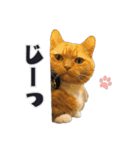 PARK72ネコCAFE 公式スタンプ（個別スタンプ：11）