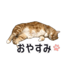 PARK72ネコCAFE 公式スタンプ（個別スタンプ：13）