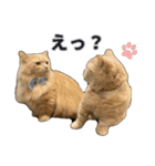 PARK72ネコCAFE 公式スタンプ（個別スタンプ：15）