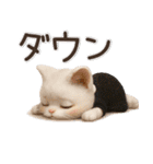 毎日ずっ〜と使える★愛猫のご挨拶【3D】（個別スタンプ：27）