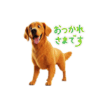 七月に使える犬のスタンプ3Dアニメ風（個別スタンプ：7）