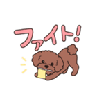 『トイプードル』毎日使えるデカ文字．1（個別スタンプ：20）