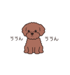 『トイプードル』毎日使えるデカ文字．1（個別スタンプ：21）