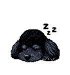 言葉なしで伝える黒トイプードル チワワ（個別スタンプ：4）