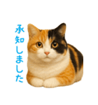 夏を楽しむ♪ぬいぐるみ三毛猫スタンプ（個別スタンプ：17）