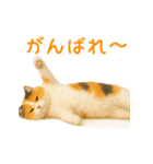 夏を楽しむ♪ぬいぐるみ三毛猫スタンプ（個別スタンプ：22）