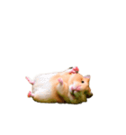 ハムスターが動きます4（個別スタンプ：14）