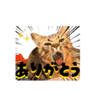 お酒とネコ好きな日常会話38（個別スタンプ：1）