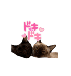 お酒とネコ好きな日常会話38（個別スタンプ：10）