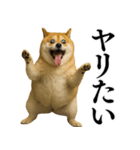 ガンギマリの柴犬＠エロ・日常会話（個別スタンプ：1）