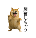 ガンギマリの柴犬＠エロ・日常会話（個別スタンプ：2）