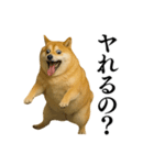 ガンギマリの柴犬＠エロ・日常会話（個別スタンプ：3）