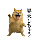 ガンギマリの柴犬＠エロ・日常会話（個別スタンプ：4）