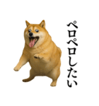 ガンギマリの柴犬＠エロ・日常会話（個別スタンプ：5）