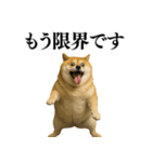 ガンギマリの柴犬＠エロ・日常会話（個別スタンプ：6）