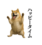 ガンギマリの柴犬＠エロ・日常会話（個別スタンプ：7）