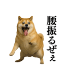 ガンギマリの柴犬＠エロ・日常会話（個別スタンプ：8）