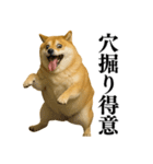 ガンギマリの柴犬＠エロ・日常会話（個別スタンプ：9）