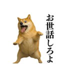 ガンギマリの柴犬＠エロ・日常会話（個別スタンプ：10）