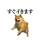 ガンギマリの柴犬＠エロ・日常会話（個別スタンプ：11）