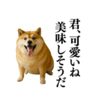 ガンギマリの柴犬＠エロ・日常会話（個別スタンプ：12）