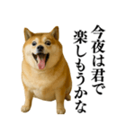 ガンギマリの柴犬＠エロ・日常会話（個別スタンプ：13）