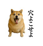 ガンギマリの柴犬＠エロ・日常会話（個別スタンプ：14）