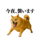 ガンギマリの柴犬＠エロ・日常会話（個別スタンプ：16）