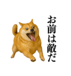 ガンギマリの柴犬＠エロ・日常会話（個別スタンプ：17）