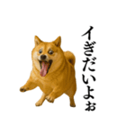 ガンギマリの柴犬＠エロ・日常会話（個別スタンプ：18）