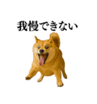ガンギマリの柴犬＠エロ・日常会話（個別スタンプ：19）
