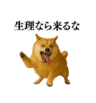 ガンギマリの柴犬＠エロ・日常会話（個別スタンプ：20）