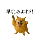 ガンギマリの柴犬＠エロ・日常会話（個別スタンプ：23）
