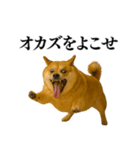 ガンギマリの柴犬＠エロ・日常会話（個別スタンプ：25）