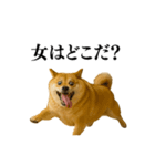ガンギマリの柴犬＠エロ・日常会話（個別スタンプ：27）