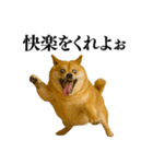 ガンギマリの柴犬＠エロ・日常会話（個別スタンプ：28）