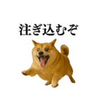 ガンギマリの柴犬＠エロ・日常会話（個別スタンプ：29）