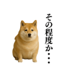 ガンギマリの柴犬＠エロ・日常会話（個別スタンプ：30）